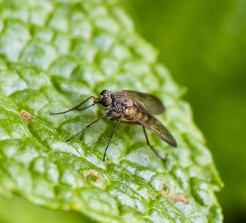 Snipe Fly  Australia,Geotagged,Spring