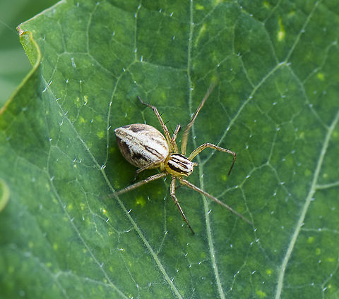 Striped Lynx Spider  Australia,Geotagged,Oxyopes variabilis,Spring,Yellow Lynx Spider