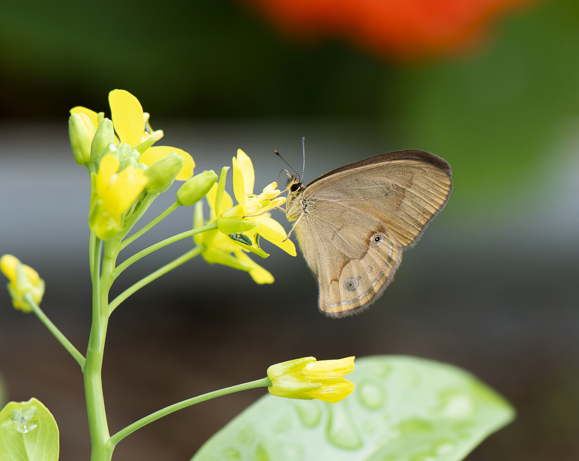 Common Brown Ringlet  Australia,Common Brown Ringlet,Geotagged,Hypocysta metirius,Spring