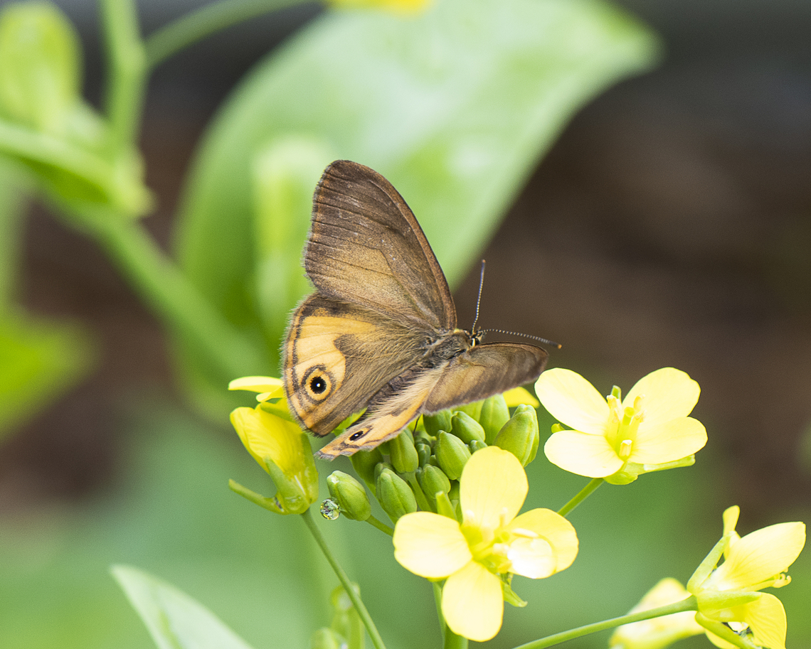 Common Brown Ringlet  Australia,Common Brown Ringlet,Geotagged,Hypocysta metirius,Spring