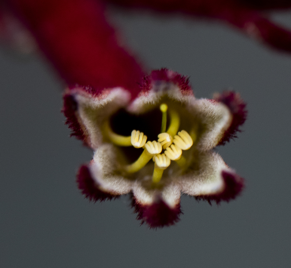 Kangaroo Paw  Australia,Geotagged,Spring
