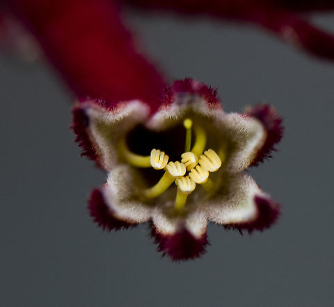 Kangaroo Paw  Australia,Geotagged,Spring