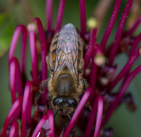 European Honey Bee in Grevillea  Apis mellifera,Australia,Geotagged,Spring,Western honey bee