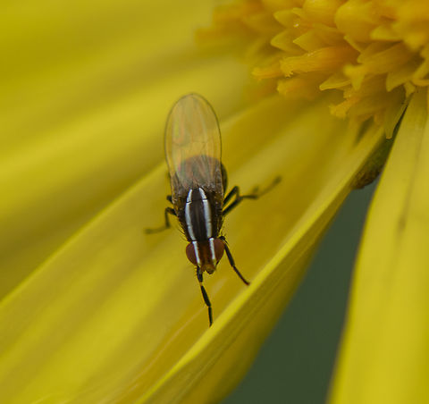 White striped fly -  Poecilohetaerus aquilus  Australia,Geotagged,Poecilohetaerus aquilus,Spring