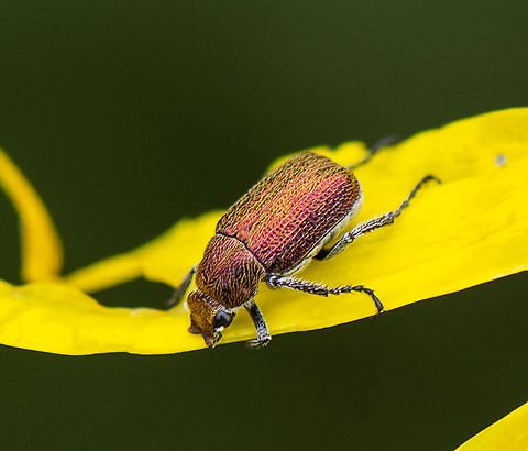 Beetle - Diphucephala sp.  Australia,Geotagged,Spring