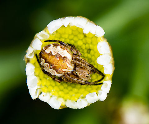 Orb Spider - Araneus hamiltoni After the deluge Araneus hamiltoni,Australia,Geotagged,Hamilton's Orb Weaver,Spring