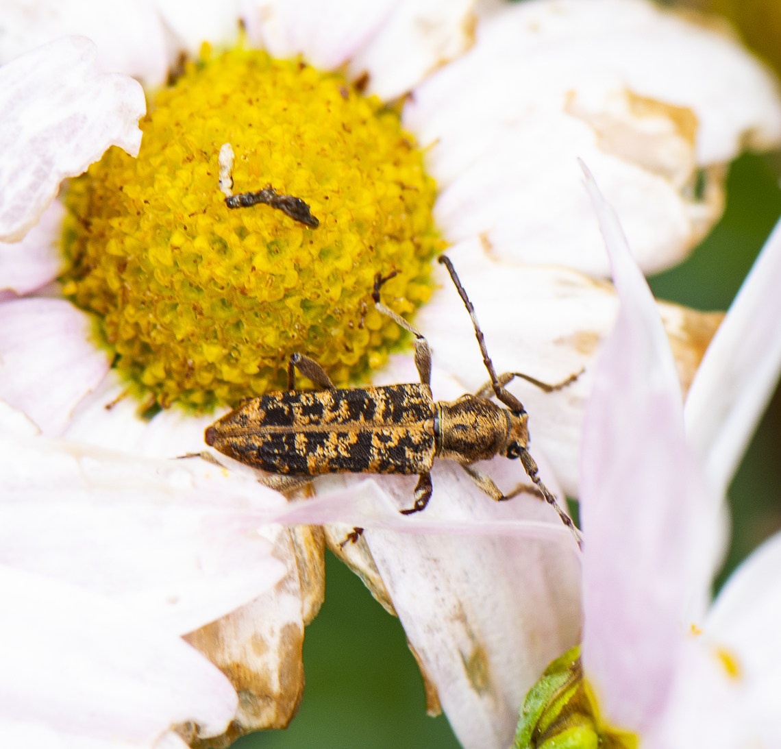 Longhorn Beetle -  Pempsamacra dispersa  Australia,Geotagged,Pempsamacra dispersa,Spring