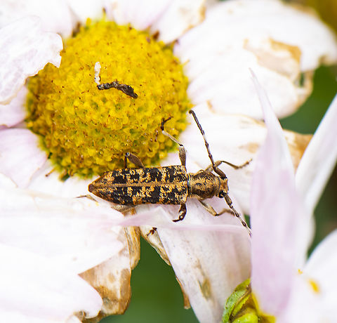 Longhorn Beetle -  Pempsamacra dispersa  Australia,Geotagged,Pempsamacra dispersa,Spring