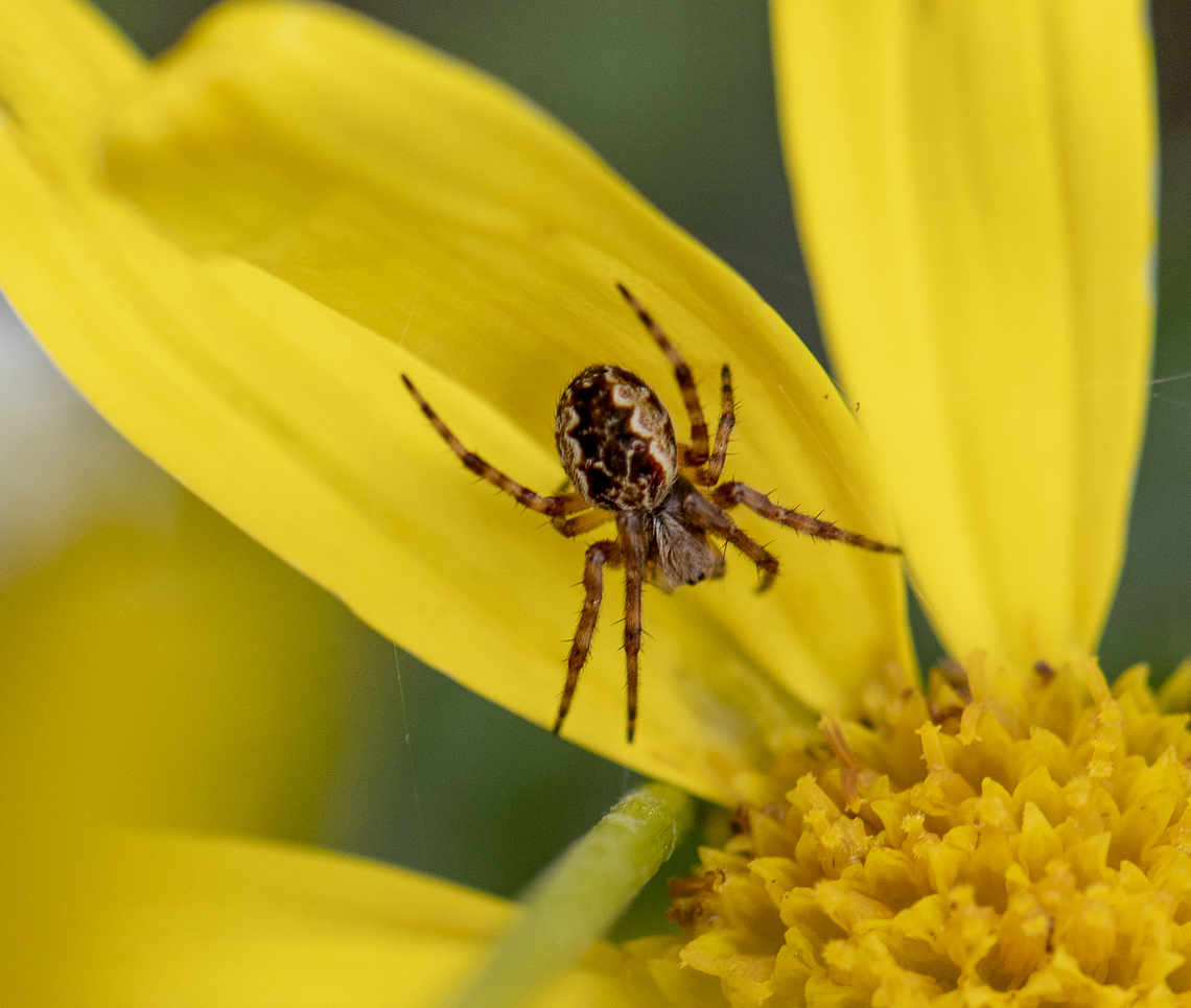 Orb Spider - Araneus sp.  Australia,Geotagged,Spring