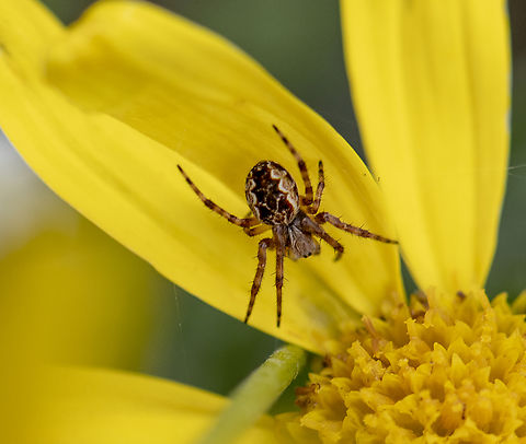 Orb Spider - Araneus sp.  Australia,Geotagged,Spring