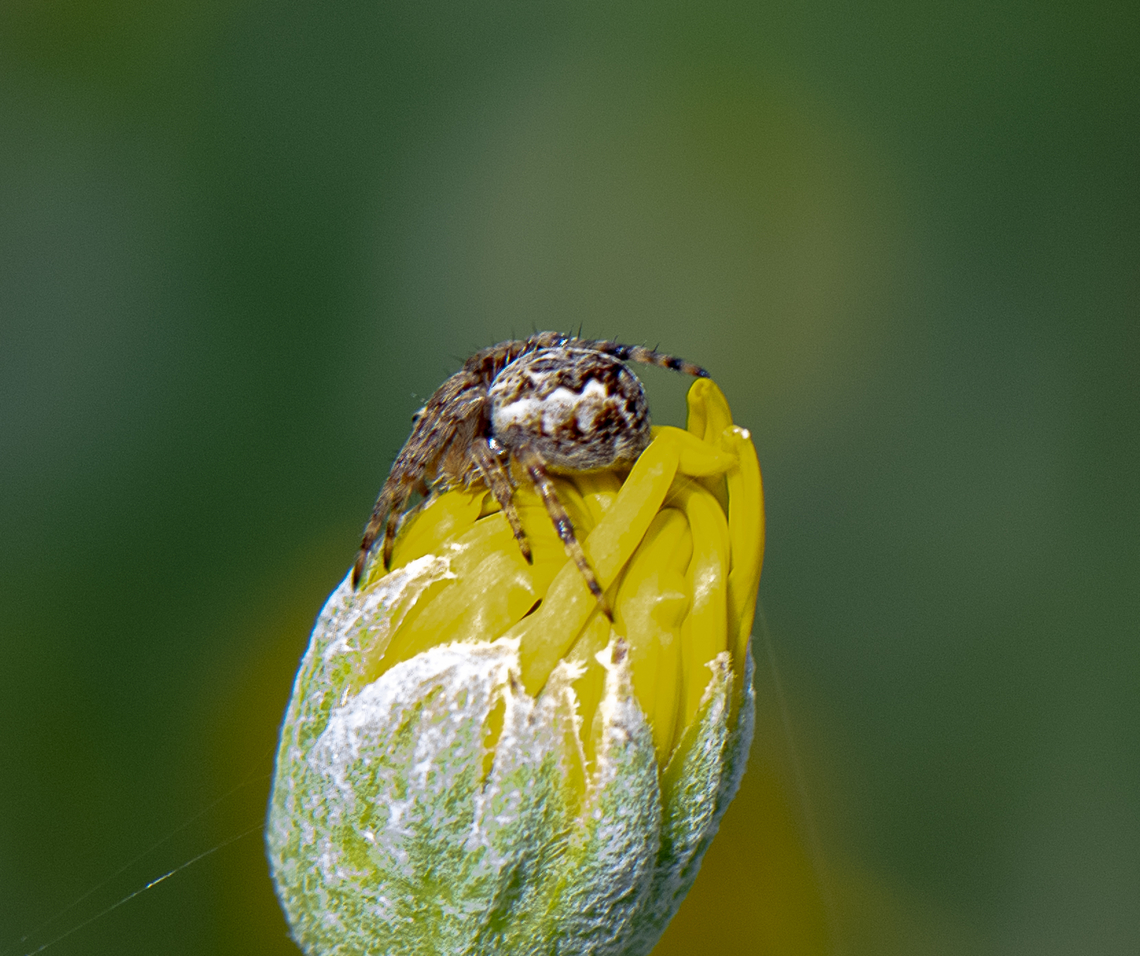 Orbweaver  Australia,Geotagged,Spring