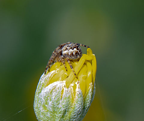 Orbweaver  Australia,Geotagged,Spring
