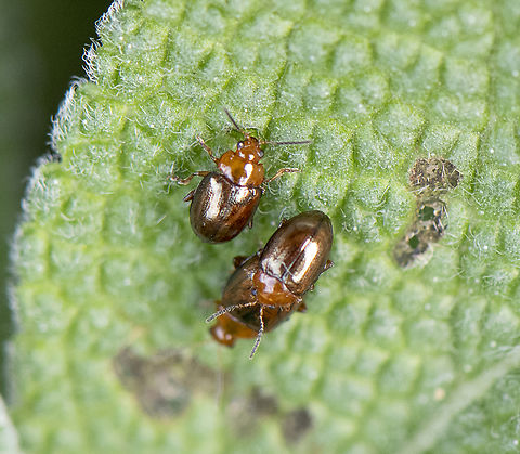 Flea Beetles - Monolepta sp.  Australia,Geotagged,Spring
