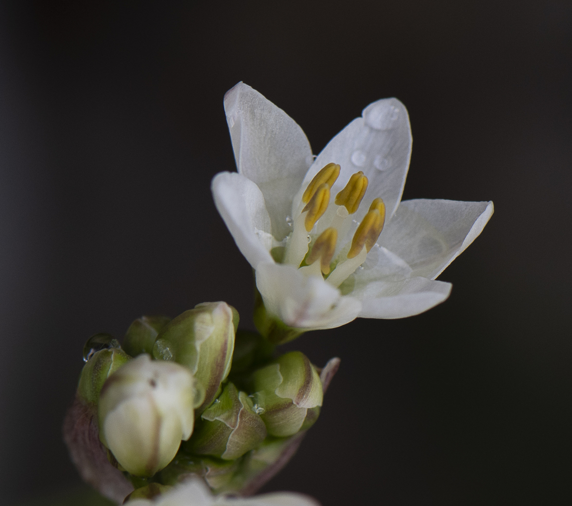 Nothoscordum gracile  Australia,False Garlic,Geotagged,Nothoscordum gracile,Spring