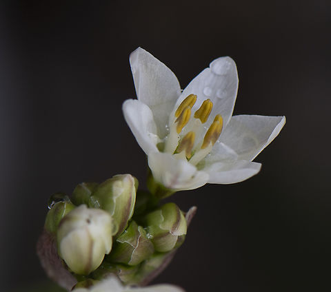 Nothoscordum gracile  Australia,False Garlic,Geotagged,Nothoscordum gracile,Spring