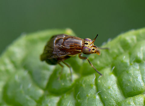 Steganopsis melanogaster Doesn't matter how tiny the design can be so intricate Australia,Geotagged,Spring,Steganopsis melanogaster