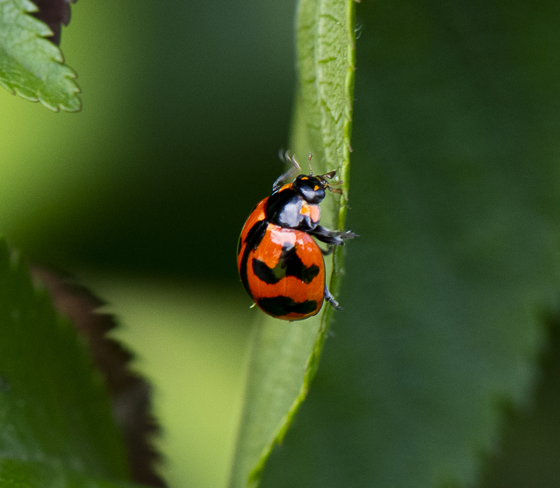 Coccinella transversalis - Transverse Ladybird  Australia,Coccinella transversalis,Geotagged,Spring,Transverse Ladybird
