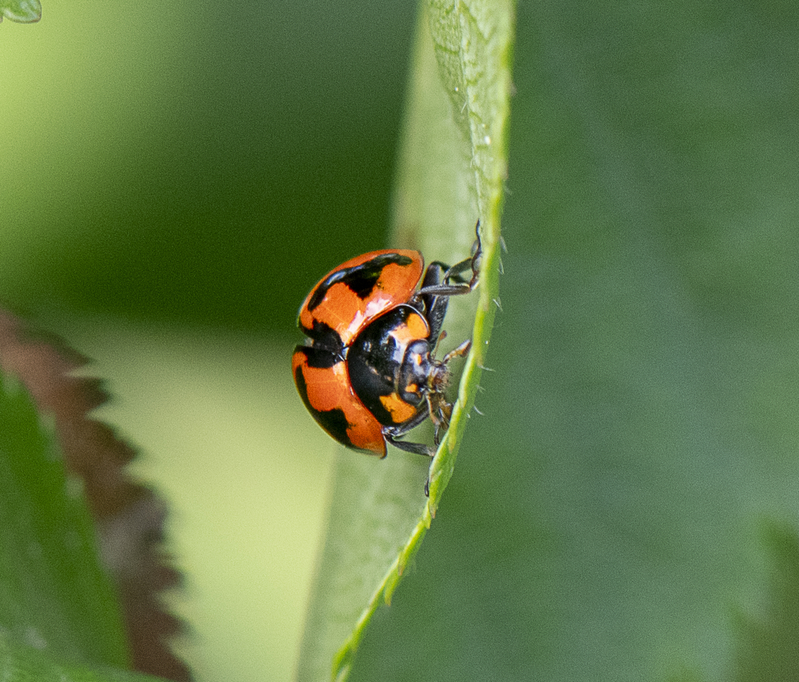 Coccinella transversalis - Transverse Ladybird  Australia,Coccinella transversalis,Geotagged,Spring,Transverse Ladybird