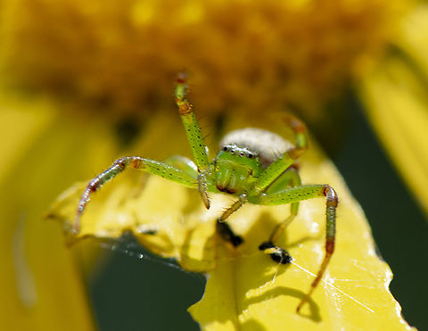 Crab Spider - Lehtinelagia sp.  Australia,Geotagged,Spring