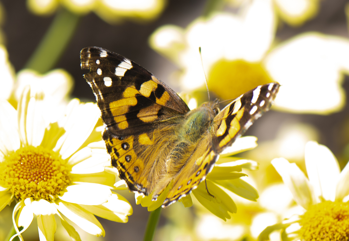 Australian Painted Lady  Australia,Australian painted lady,Geotagged,Spring,Vanessa (Cynthia) kershawi