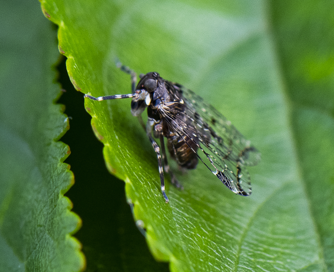 Planthopper -  Dipsiathus obscurifrons  Australia,Geotagged,Spring
