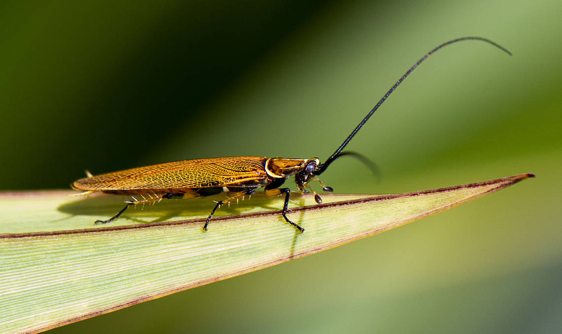 Austral Ellipsidion - Ellipsidion australe  Austral Ellipsidion Cockroach,Australia,Ellipsidion australe,Geotagged,Spring