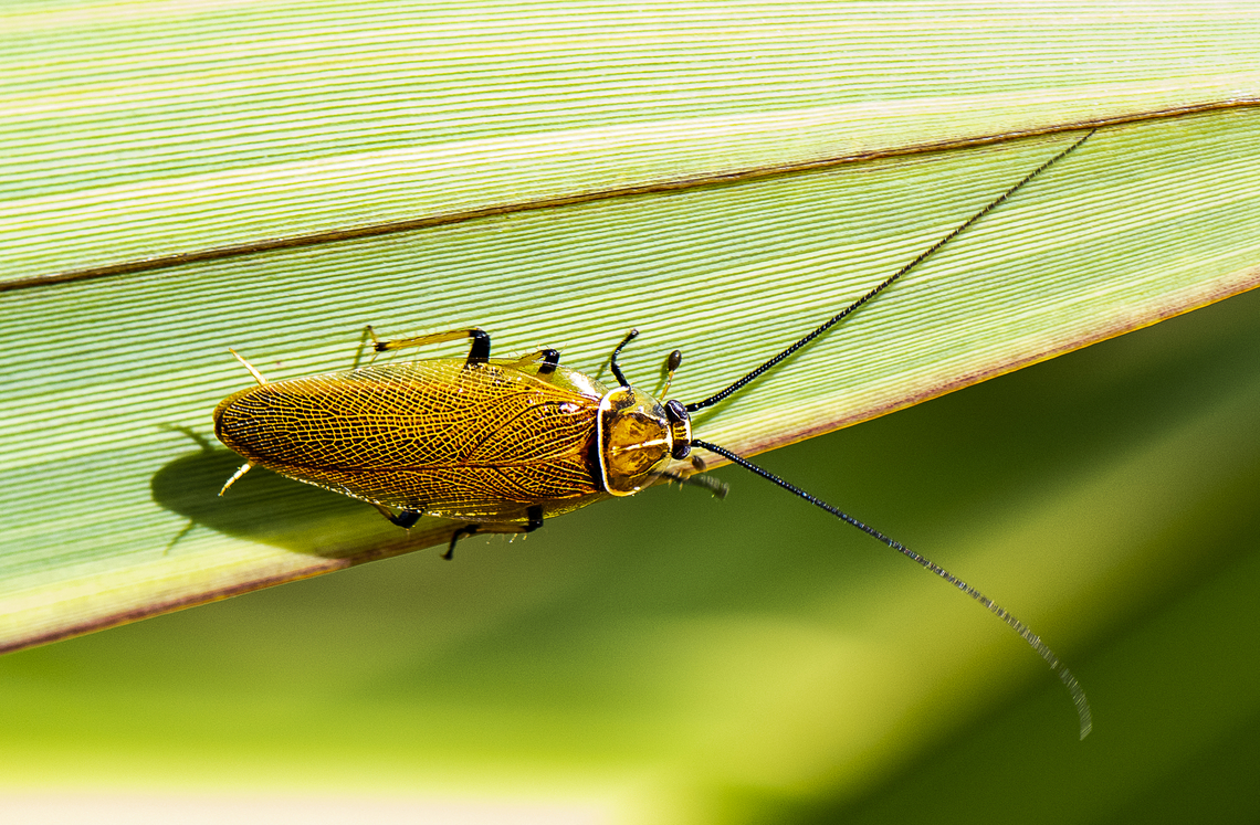 Ellipsidion australe  Austral Ellipsidion Cockroach,Australia,Ellipsidion australe,Geotagged,Spring