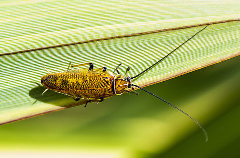Ellipsidion australe  Austral Ellipsidion Cockroach,Australia,Ellipsidion australe,Geotagged,Spring