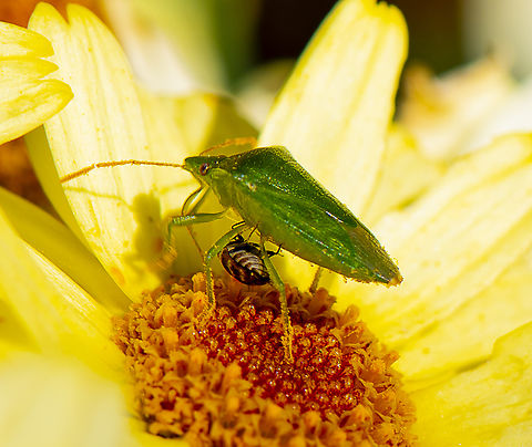 David and Goliath - Cuspicona simplex with Carpet beetle  Australia,Cuspicona simplex,Geotagged,Spring