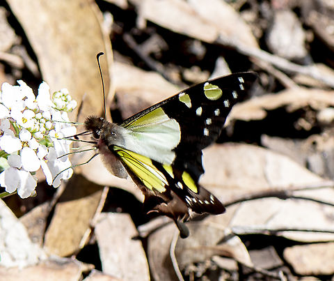 Graphium macleayanus  Australia,Belenois java,Caper white,Geotagged,Graphium macleayanus,Macleays swallowtail,Spring
