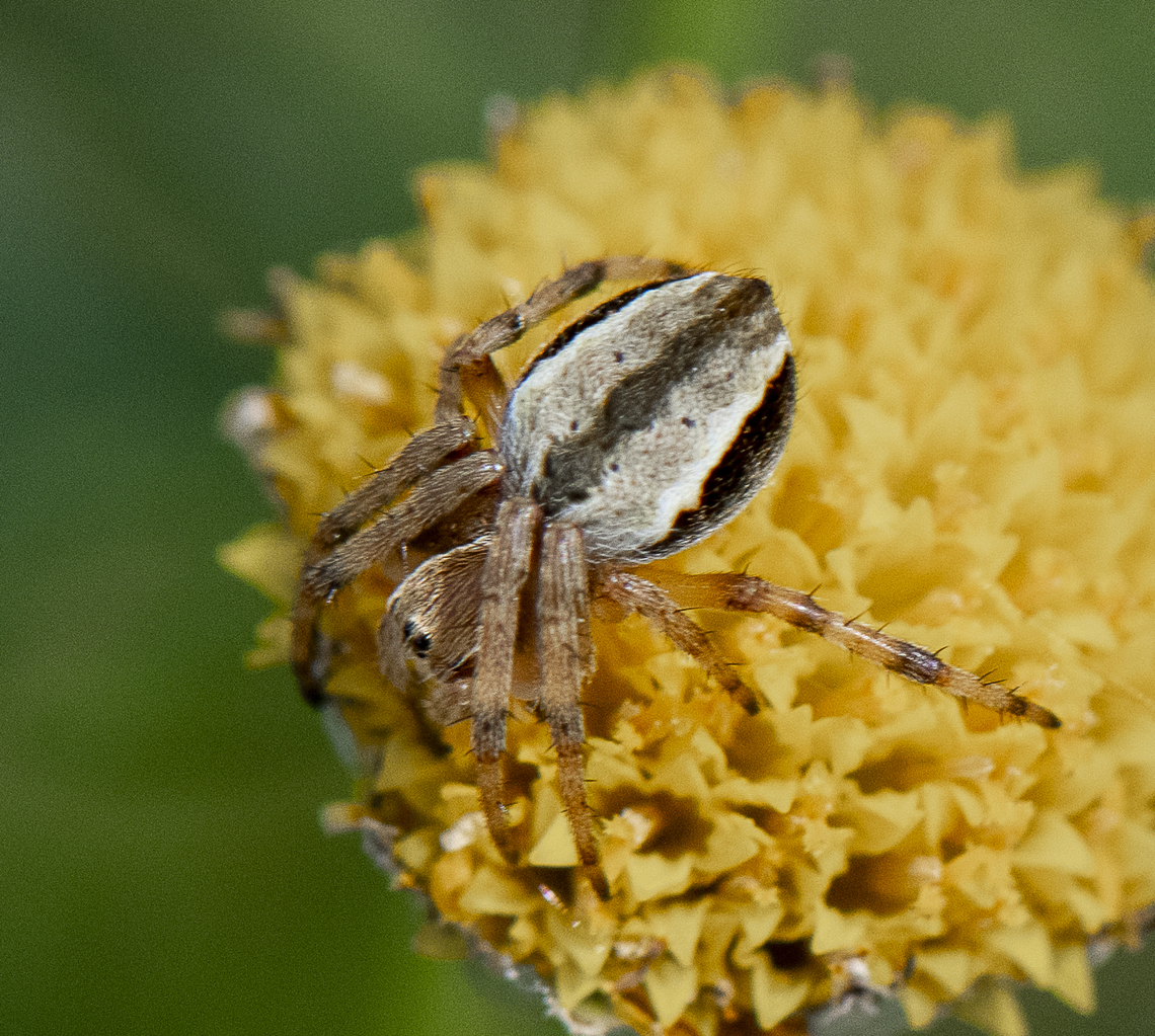 Orbweaver  Australia,Geotagged,Spring