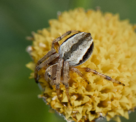 Orbweaver  Australia,Geotagged,Spring
