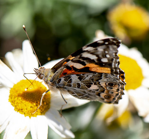 Vanessa kershawi  Australia,Australian painted lady,Geotagged,Spring,Vanessa (Cynthia) kershawi