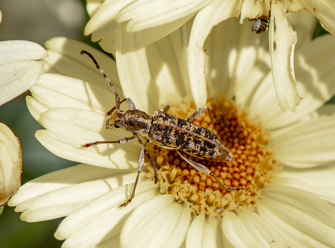 Longhorn Beetle - Pempsamacra dispersa  Australia,Geotagged,Pempsamacra dispersa,Spring