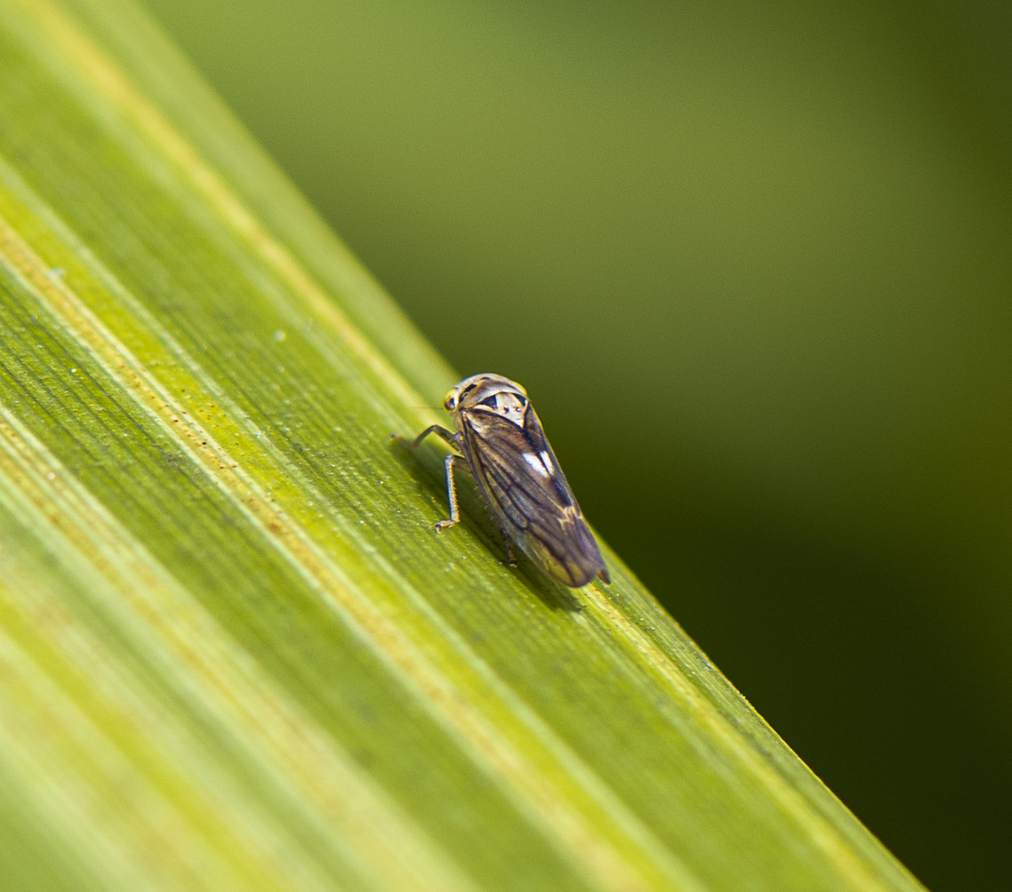 Leaf hopper - Idioscopus nitidulus ?  Australia,Geotagged,Spring