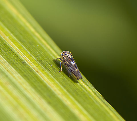 Leaf hopper - Idioscopus nitidulus ?  Australia,Geotagged,Spring