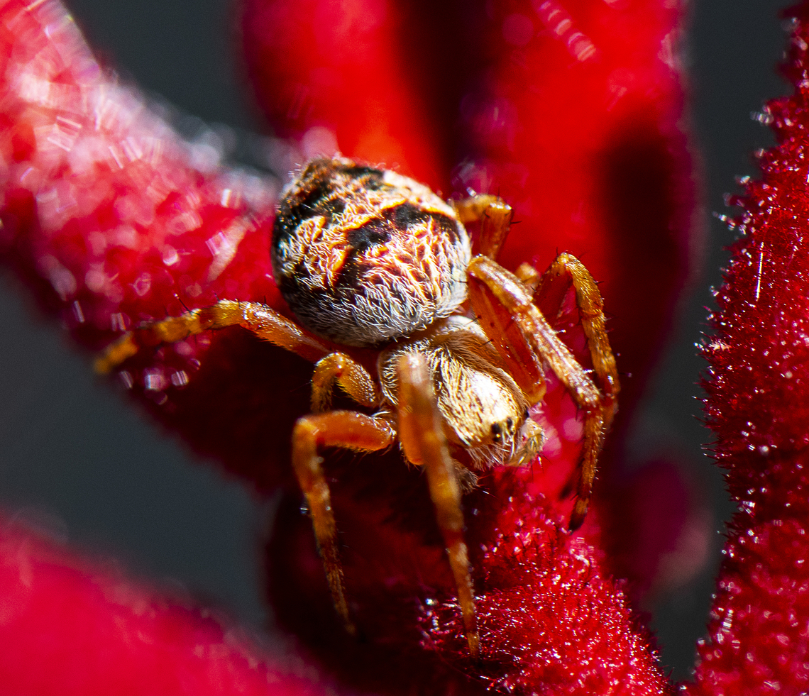 Orb weaver  Australia,Geotagged,Spring