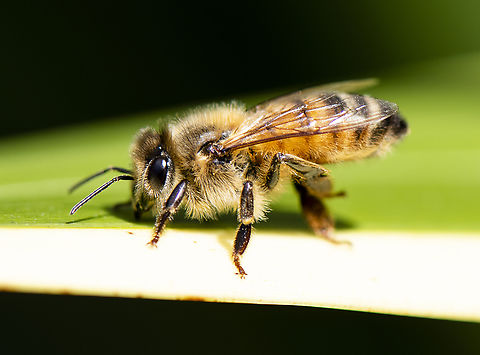 European honey bee  Apis mellifera,Australia,Geotagged,Spring,Western honey bee