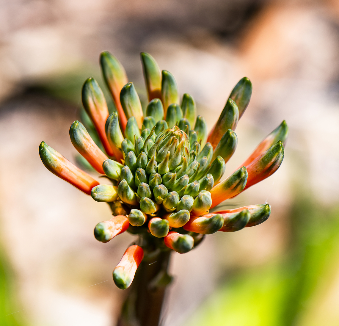 Aloe maculata - Soap Aloe  Aloe maculata,Australia,Geotagged,Spring