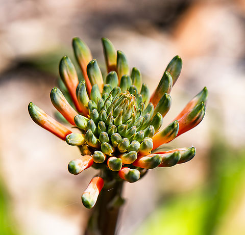 Aloe maculata - Soap Aloe  Aloe maculata,Australia,Geotagged,Spring