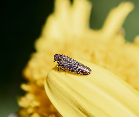 Planthopper - tribe Plectoderini  Australia,Geotagged,Spring