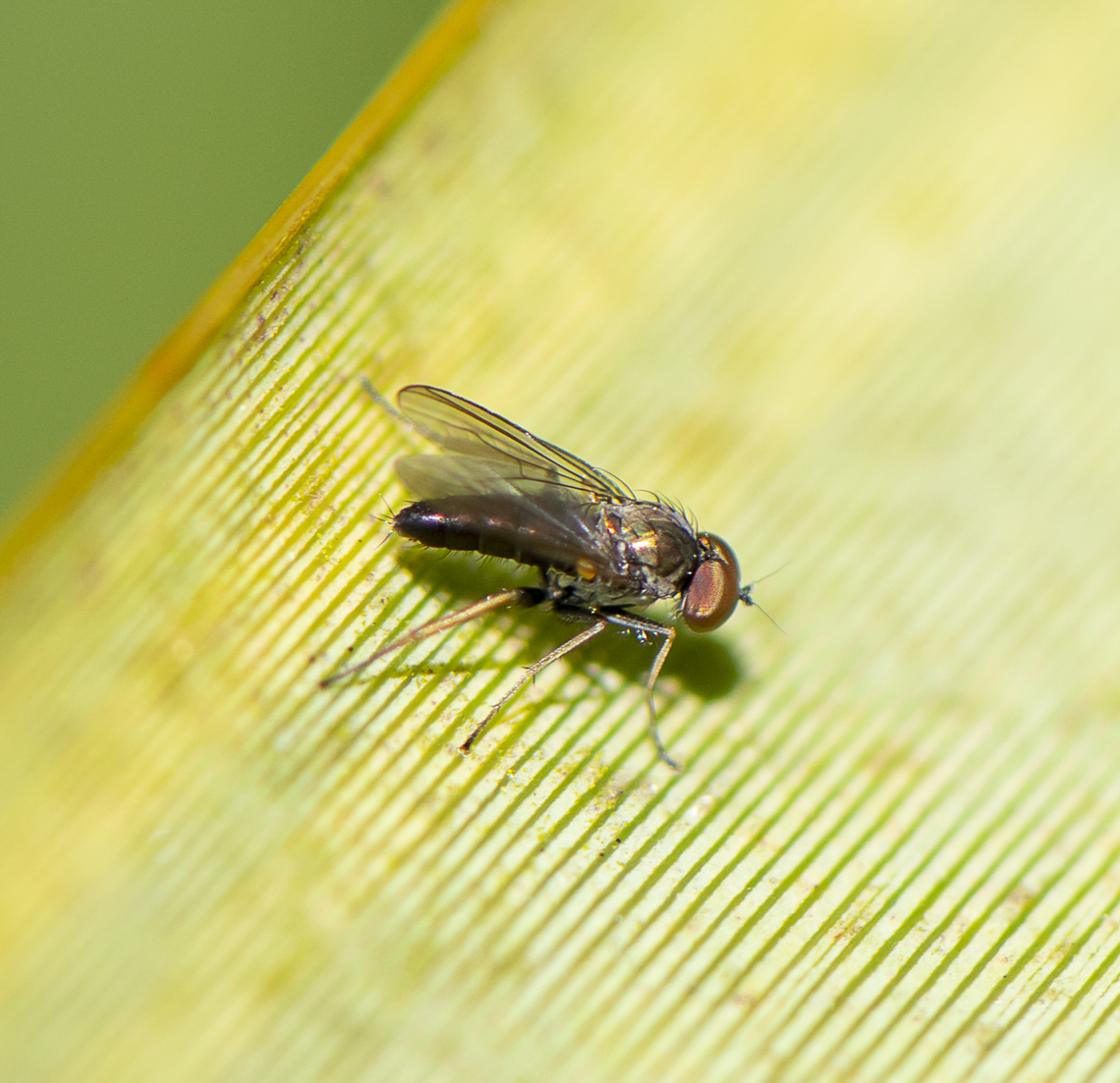 Chrysotus sp.  Australia,Geotagged,Spring