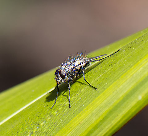 A Bristle Fly - Senostoma tessellatum  Australia,Geotagged,Spring