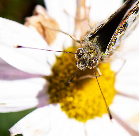 Painted Lady Head  Australia,Australian painted lady,Geotagged,Spring,Vanessa (Cynthia) kershawi