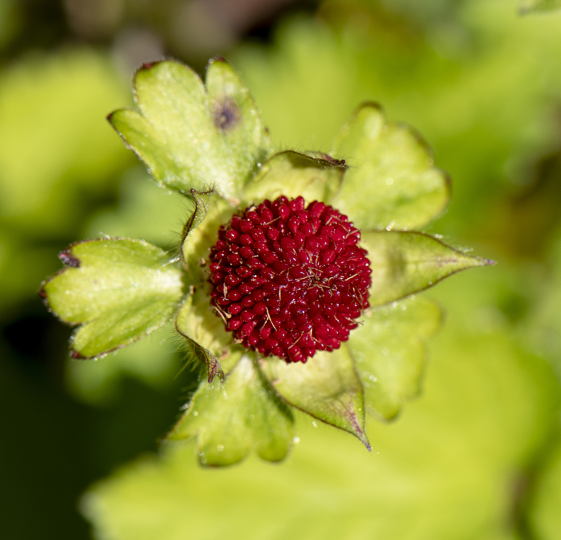 Wild Strawberry - Duchesnea indica  Australia,Geotagged,Potentilla indica,Spring