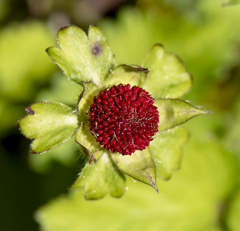 Wild Strawberry - Duchesnea indica  Australia,Geotagged,Potentilla indica,Spring