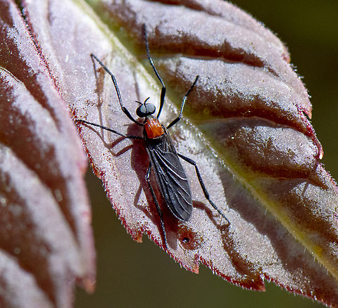 Plecia amplipennis https://bie.ala.org.au/species/
https://biodiversity.org.au/afd/taxa/8dafc36b-9155-4f1f-a837-b387ee0d36ac Australia,Common Lovebug,Geotagged,Plecia amplipennis,Plecia nearctica,Spring