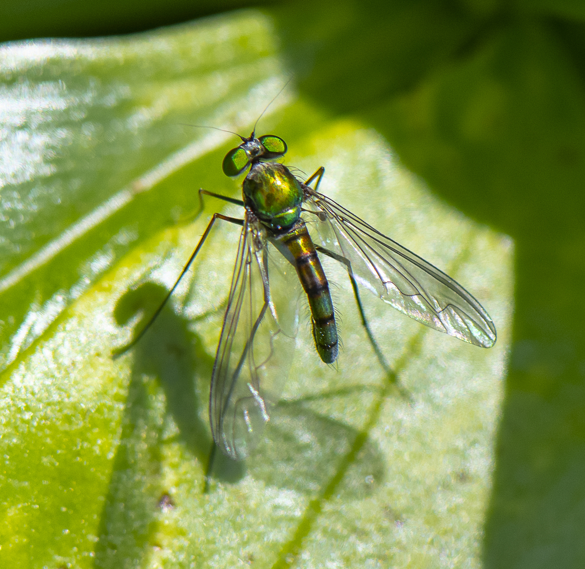 Dolichopodidae  Australia,Austrosciapus connexus,Geotagged,Green long-legged fly,Spring