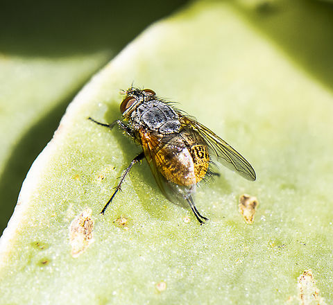 Brown blowfly -  Calliphora stygia  Australia,Calliphora stygia,Geotagged,Spring
