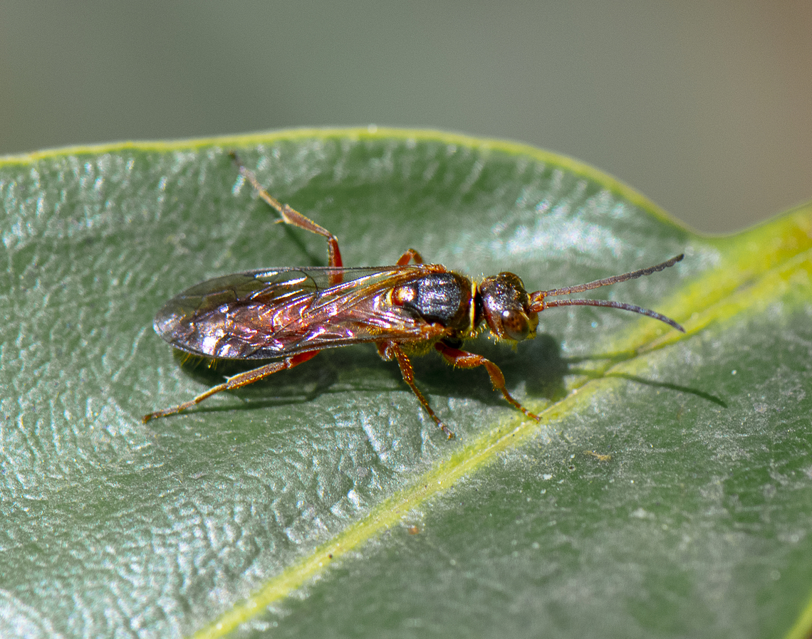 Wasp  Australia,Geotagged,Spring